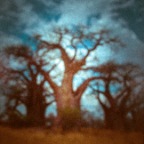 african tree 5, 2013