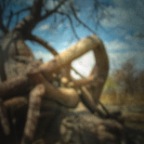 african tree 6, 2013